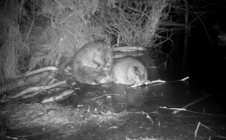 Black and white image of two beavers sitting together in the shallows of a river.
