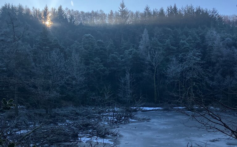 Frozen water surrounded by frosty conifer trees.