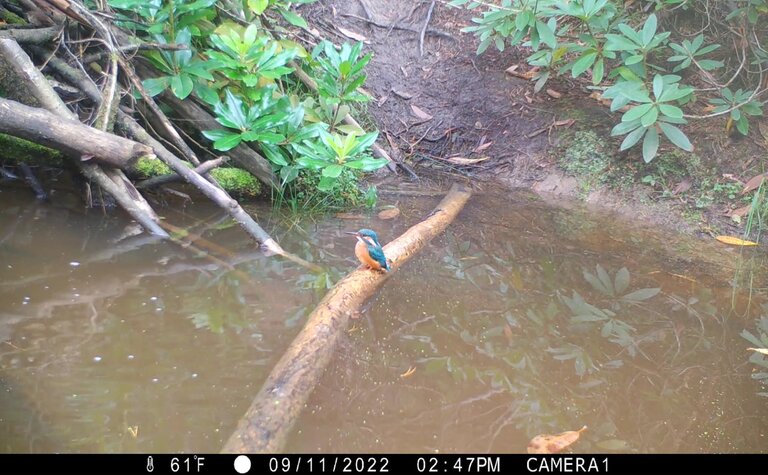 A kingfisher perched on a branch across a stretch of water.