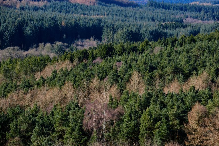 Endless tree tops at Dalby forest landscape