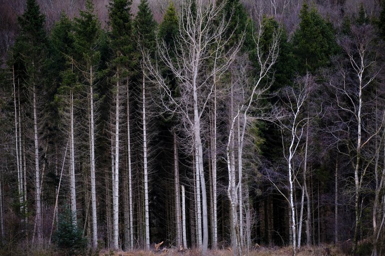 Thin trees standing in front of black backdrop