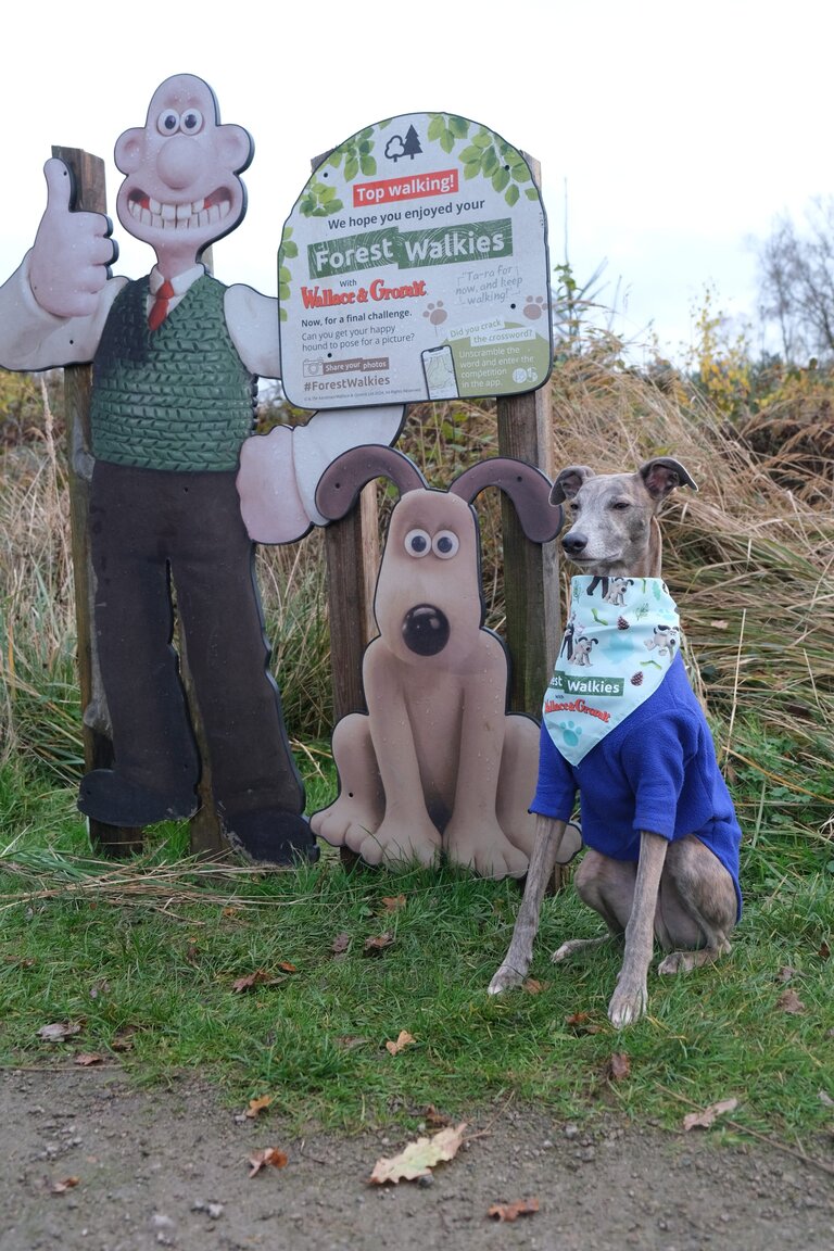 A dog wearing a blue jumper and 'Forest Walkies' branded bandana, sitting in front of a Forest Walkies sign.