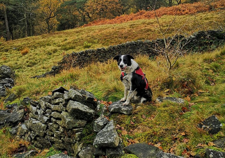 A black and white dog sat on grass near a stone wall, with autumn colours on surrounding trees.
