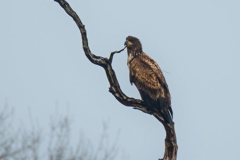 white-tailed eagle perched on a branch