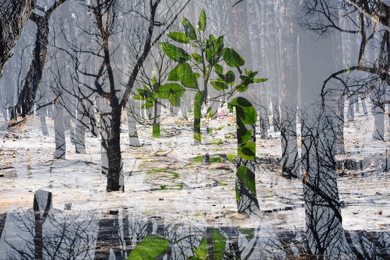 Overlayed images of trees