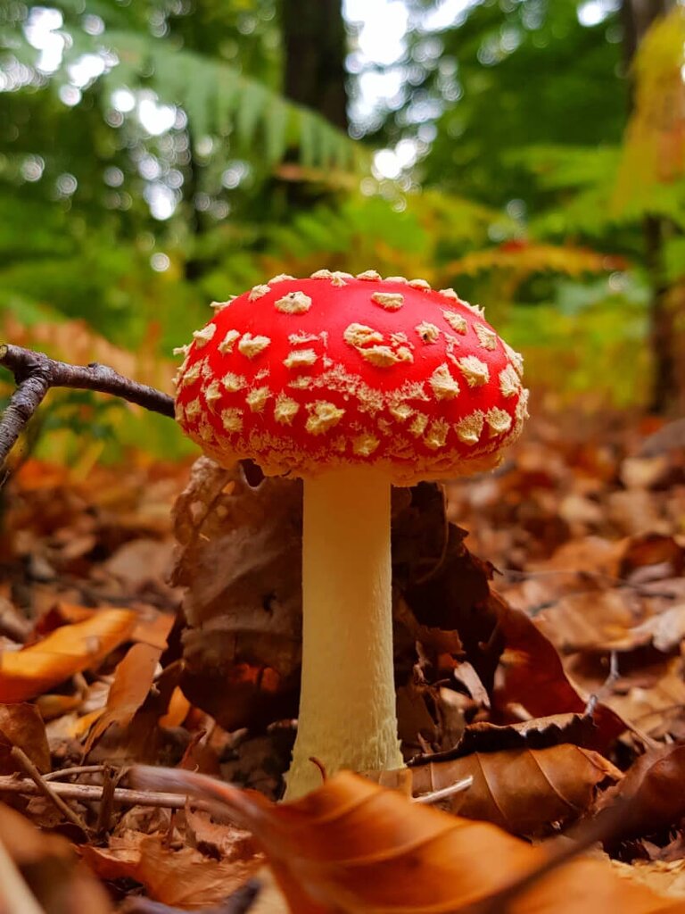 A red and white Fly Agaric fungi on the forest floor.