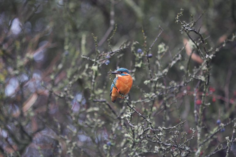 Colourful bird sat in tree