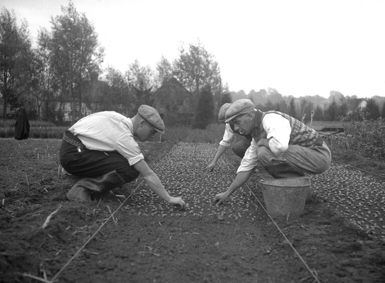 Black and white archive image from 1933 showing three men, crouching, sowing acorns seeds by hand.