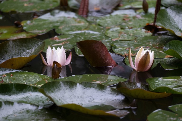 Light pink lily pads floating on pond 