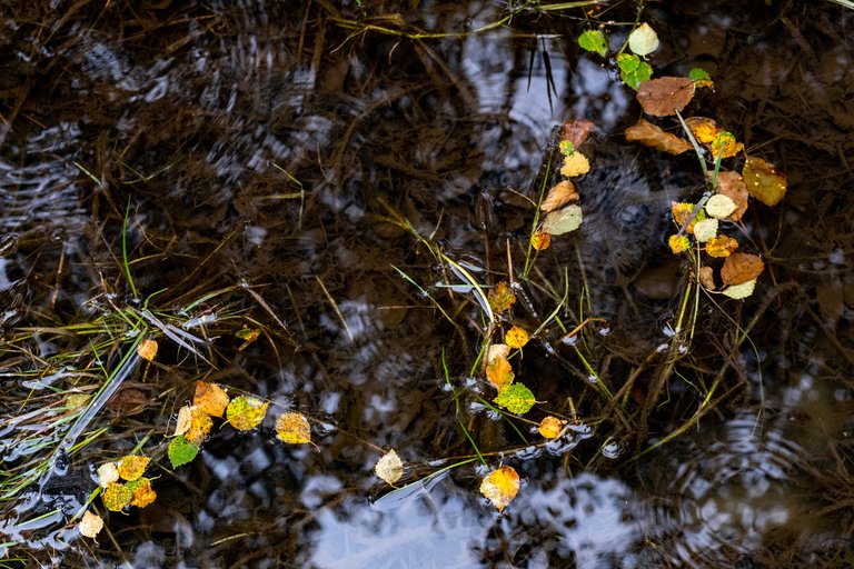 Autumnal orange leaves floating on top of pond water