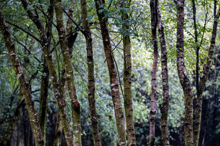 Thin tree trunks