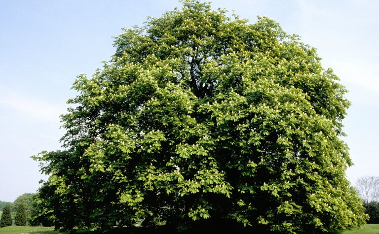 Large horse chestnut tree with dense green foliage and white blossom.
