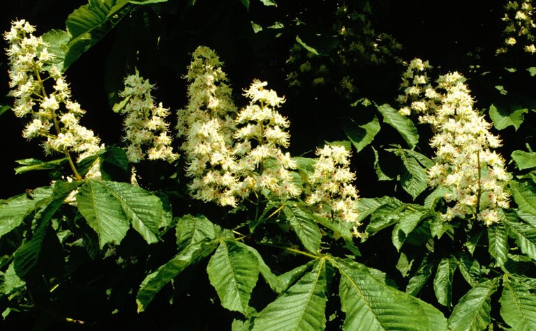 Upright clusters of creamy white horse chestnut flowers among large green leaves.