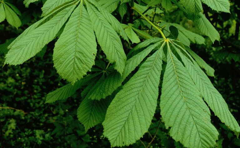 Large palmate horse chestnut leaves with serrated edges growing on a branch.