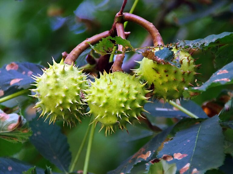 Three green, spiky horse chestnut fruits hanging from a branch among glossy green leaves.