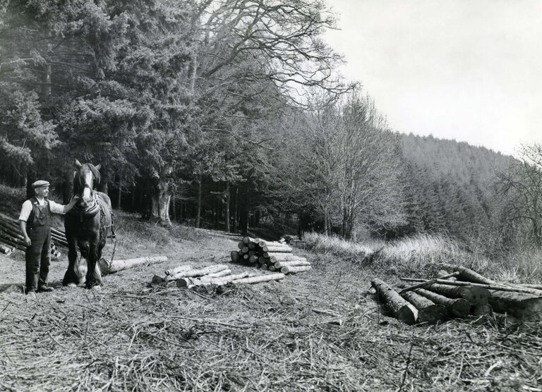 Black and white archive image from 1919 showing a man standing with a shire horse near small piles of timber in the forest.