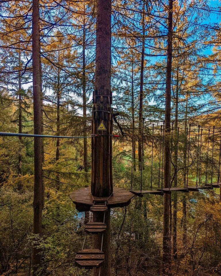 Autumn forest seen from a treetop walkway.