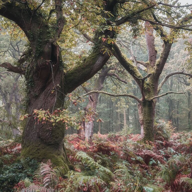 Gnarled old trees in autumn with ferns on forest floor.