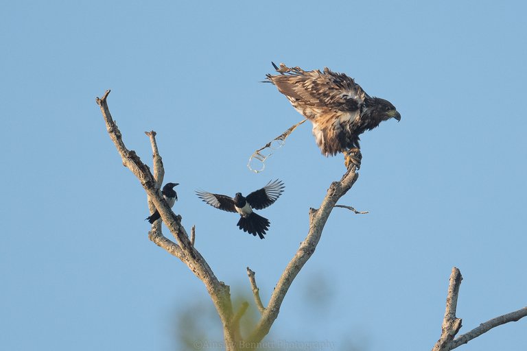 white-tailed eagle perched on branch poos on a magpie in flight
