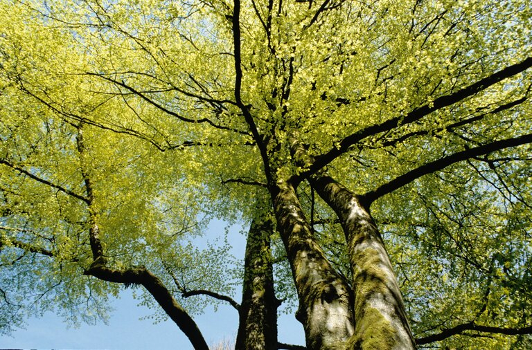 Looking upwards into a mature beech tree canopy against a blue sky.