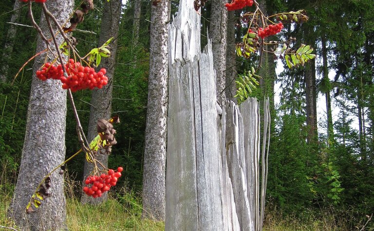 Rowan tree with smooth grey bark and slender trunks, bearing clusters of bright red berries beside a weathered dead tree trunk in a conifer forest.