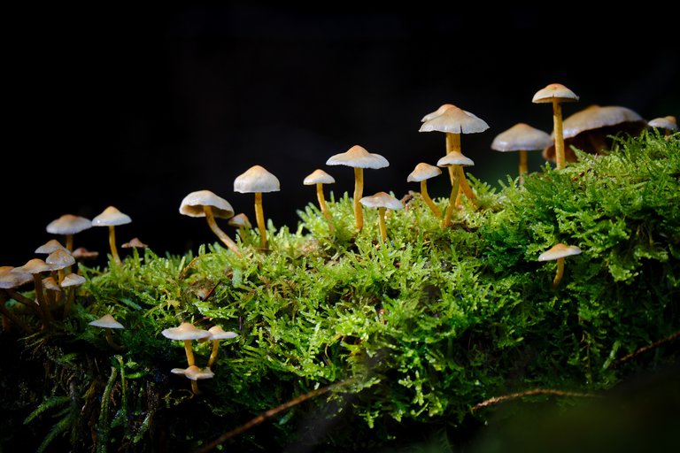 Mushrooms on mossy log in darkness