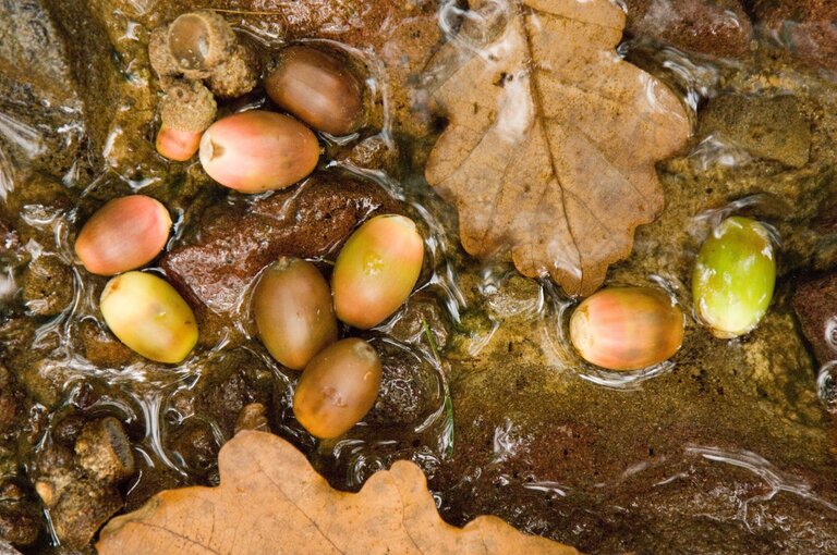 Oak acorns and fallen leaves in a shallow woodland stream.