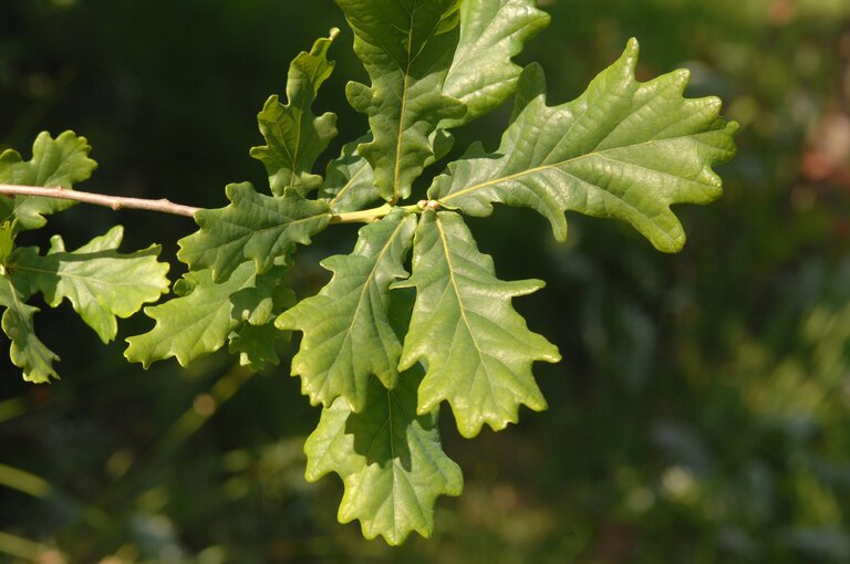 Close-up of English oak leaves growing on a branch.