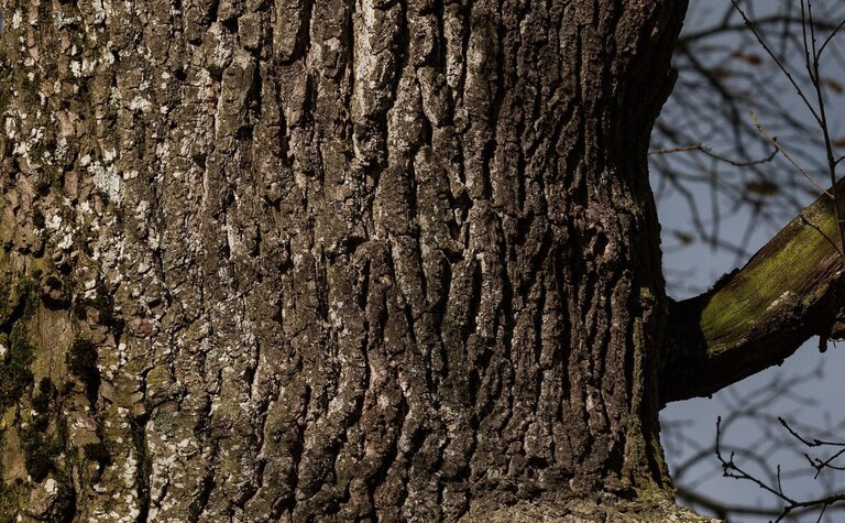 Close-up of the rough, deeply ridged bark of a mature oak tree, with patches of lichen and moss.