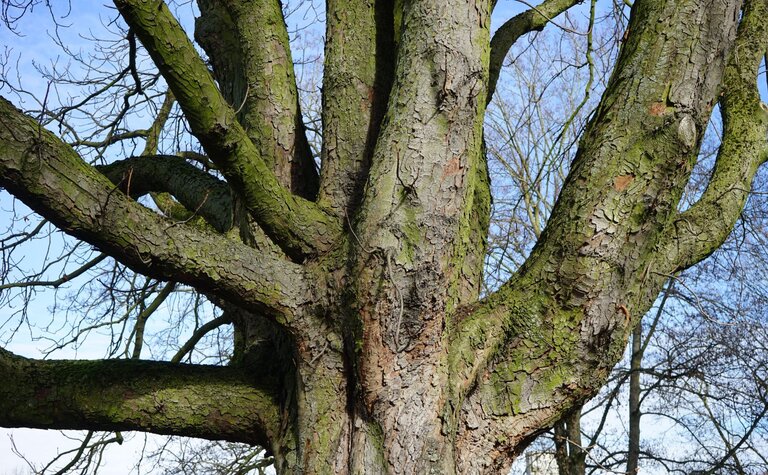 Mature tree trunk with multiple large branches spreading outward, showing rough, ridged bark against a blue sky.