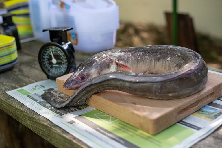 Eel on a chopping board next to scales