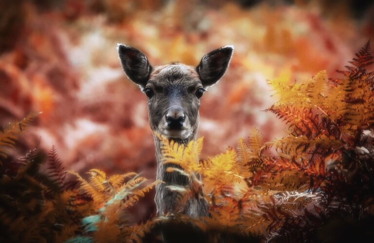 Head and neck of a deer, poking through yellow, orange and brown ferns.