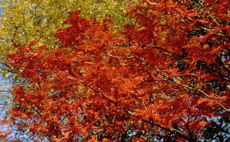 Rowan tree with bright red autumn leaves growing among woodland trees.