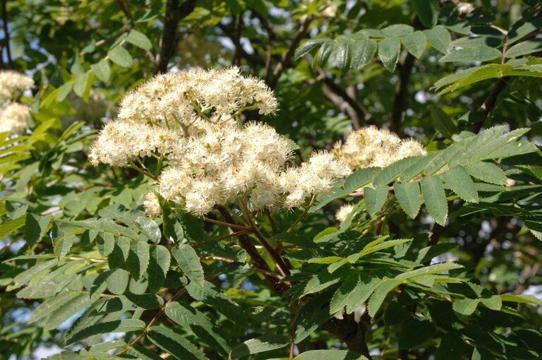 Clusters of creamy white rowan flowers among green leaves on a rowan tree.
