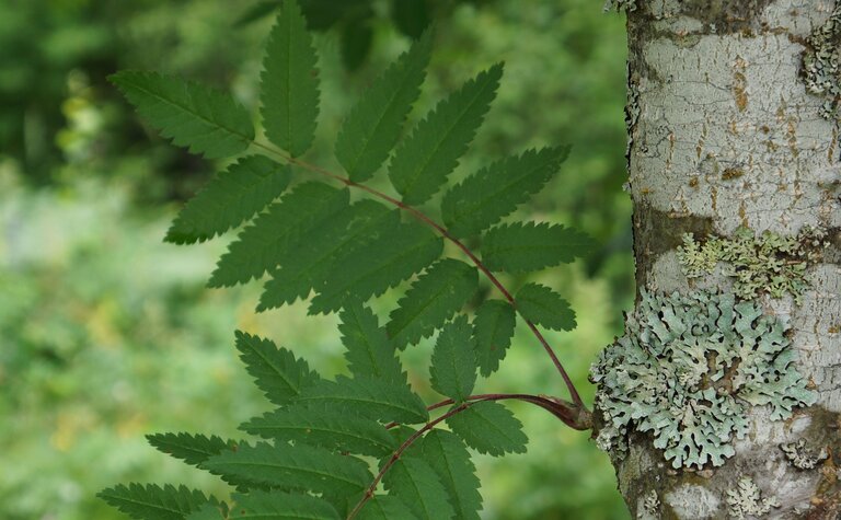Rowan leaves growing from a lichen-covered trunk, with a soft green woodland background.