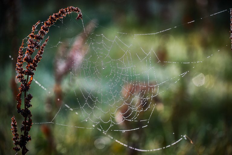 Dew lined cobweb glistening 