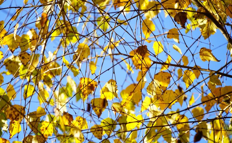 Yellow autumn leaves of a silver birch tree against a blue sky.