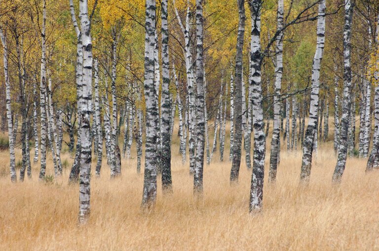 A grove of silver birch trees with distinctive white bark stands in a meadow of tall golden grass.