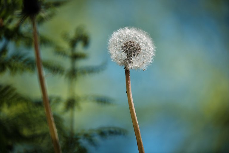 Single dandelion with seeds