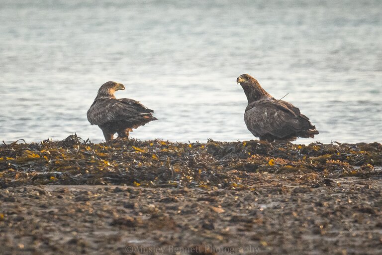 A pair of white tailed eagles next to water