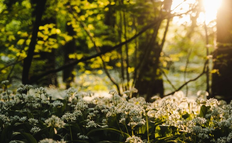 Flowering wild garlic against a sunny woodland backdrop.