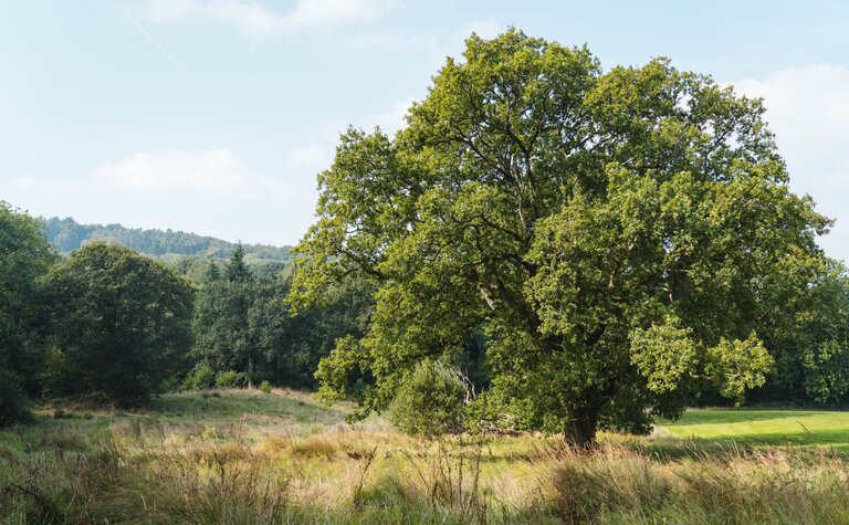 An open grown oak tree standing in a mixed habitat.