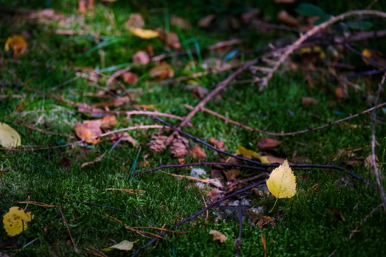 Thorns on grassy forest floor