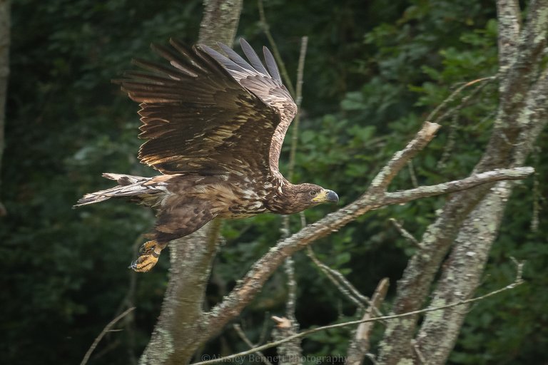 White-tailed eagle flying low in woodland