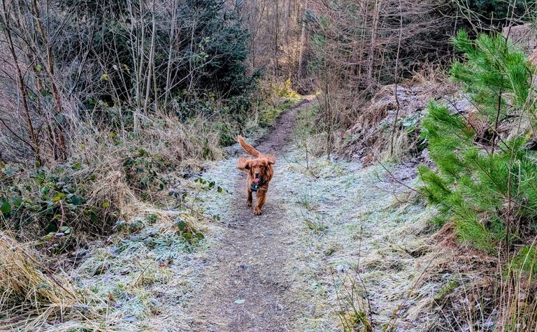 A dog running along a frosty path in the forest.