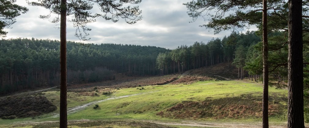 landscape with conifer forest on the horizon
