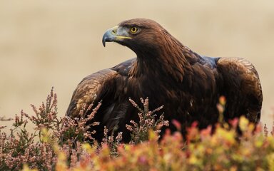 A Golden Eagle, head turned to the side, sat among moorland plants.