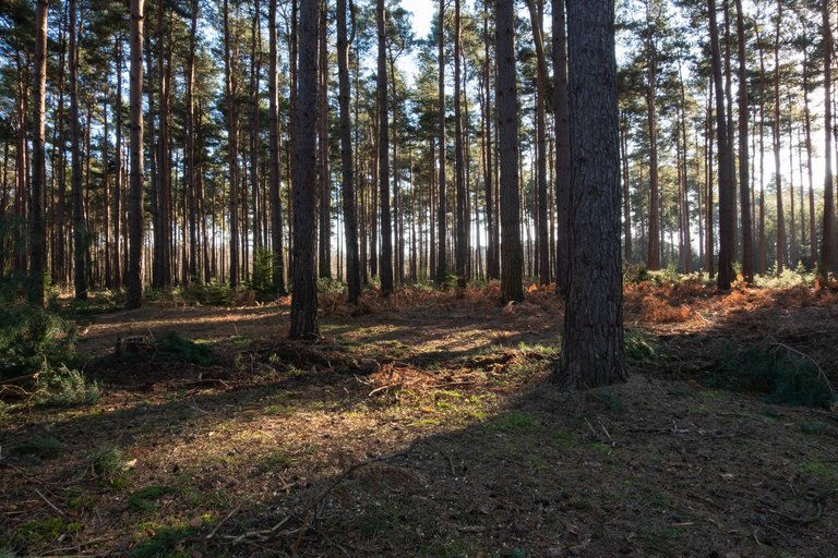 Sunlight through woods